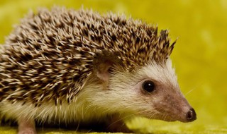 刺猬冬眠吗 刺猬需要冬眠吗