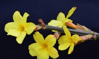 迎春花有什么颜色 迎春花有些什么颜色