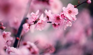 梅花有什么颜色 梅花的颜色