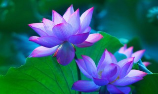 荷花有什么特点 荷花特点介绍