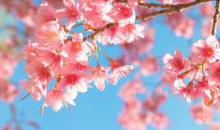 樱花能吃吗 樱花是否可以吃