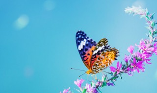 蝴蝶的意思 蝴蝶是什么