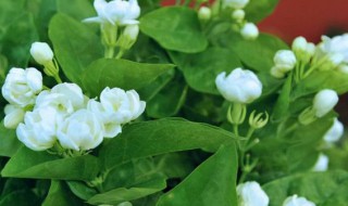 描写茉莉花的优美句子 茉莉花的唯美语句
