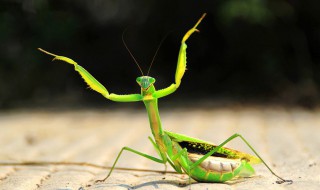 螳螂最突出的优点是什么 螳螂最突出的优点介绍