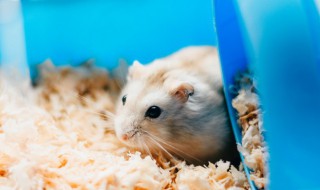 仓鼠能吃橘子吗 仓鼠能不能吃橘子