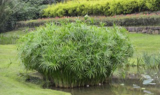 水竹怎么养 水竹如何养才长得好