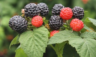 浆果怎样清洗干净 树莓怎么清洗才干净