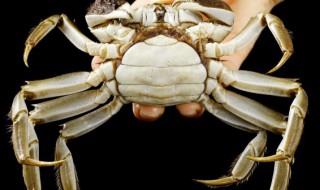 螃蟹怎么做清洗最干净 怎么做清洗螃蟹最干净