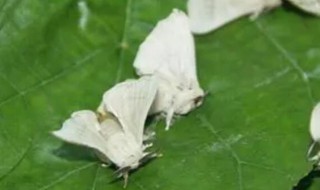 蚕变飞蛾后怎么办 蚕变飞蛾后如何解决