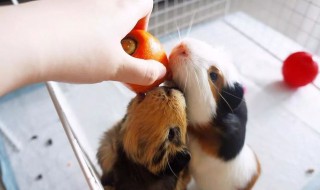 荷兰猪咬人吗 荷兰猪咬不咬人