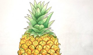 菠萝怎么画 菠萝简笔画教程