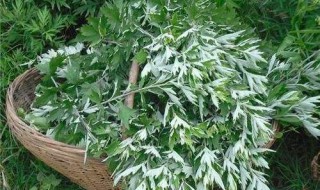 新鲜艾叶的吃法和功效 新鲜艾叶的吃法和功效简单介绍