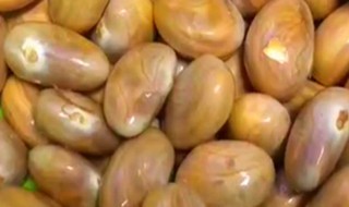 菠萝蜜的核能种吗 菠萝蜜的核怎么种呢