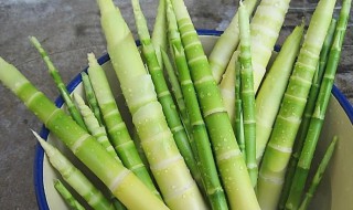 笋是发物吗 笋是不是发物