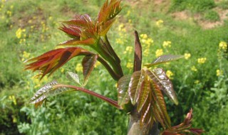 香椿芽炒鸡蛋香椿芽用焯水吗 香椿芽炒鸡蛋简介