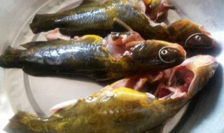 昂刺鱼身上黄的要不要刮掉 昂刺鱼身上黄的要刮掉吗