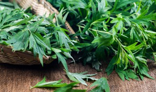 艾叶水泡澡的正确方法 如何用艾叶水泡澡