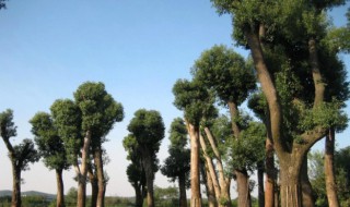 北柠陌寒是什么意思 北柠陌寒的理解