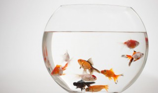 鱼字的部首是什么 鱼字的意思