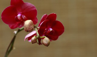 花中君子后面是什么 花中君子下一句是什么？