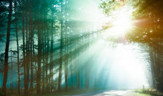 如何预防森林火灾 怎么预防森林火灾