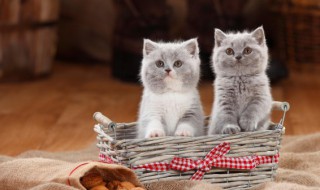 小猫多大可以离开母猫 小猫多大能离开母猫