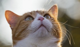 小母猫几个月可以生育 小母猫多久可以生育