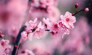 梅花魂的魂的意思 梅花魂的魂什么意思