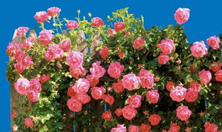 阳光积极正能量语录 正能量语录