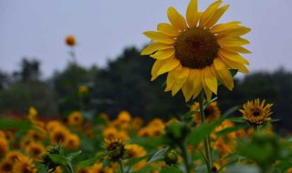 向日葵播种时间 向日葵什么时候播种