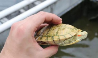 什么乌龟最好养 最好养的乌龟选择