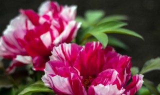 洛阳牡丹开了吗 洛阳牡丹开了没有