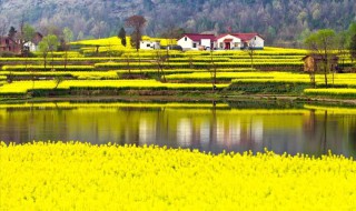 汉中油菜花节攻略 关于汉中油菜花节的攻略