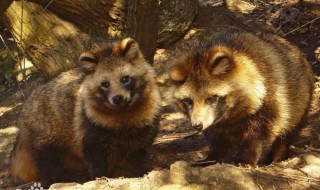 貉子是什么动物 貉子又叫什么动物