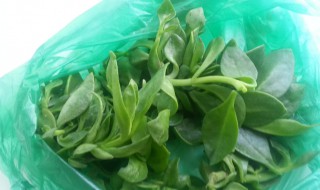 新鲜田七不焯水能吃吗 新鲜田七不焯水可以吃吗