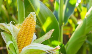 糯玉米蒸还是煮 糯玉米的功效与作用
