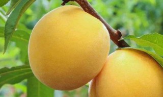 黄金桃和黄桃区别在哪 黄金桃和黄桃区别介绍