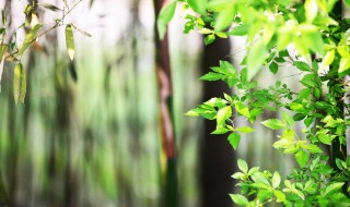 春天可以种什么植物 春天可以种的植物