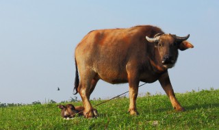 牛分几个品种 牛分几个品种有什么用途