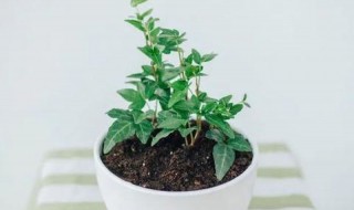 扦插繁殖有哪些方法 扦插繁殖方法介绍