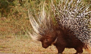 豪猪天敌是什么动物 豪猪害怕什么动物