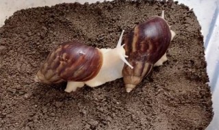 养殖蜗牛有什么用 养殖蜗牛的作用