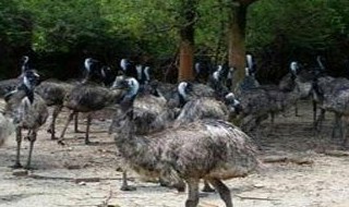 鸸鹋日常管理方法与注意事项 鸸鹋日常管理方法与注意哪些事项