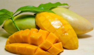 不熟的芒果可以吃吗 不熟的芒果能不能吃
