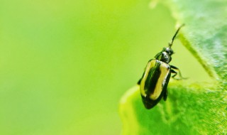 家里跳虫怎么产生的 家里跳虫是怎么产生的