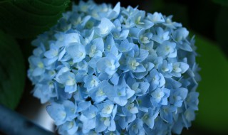 无尽夏花语 无尽夏的花语是什么