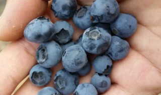 黄瓜和蓝莓可以一起吃吗 吃蓝莓的禁忌有哪些