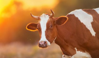 关于牛的有趣的知识 关于牛的有趣的知识是什么