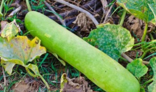 瓠子在东北叫什么 瓠子的叫法