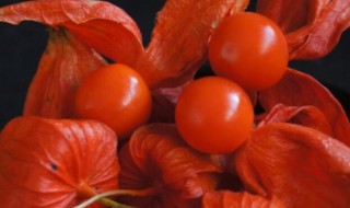 红姑娘宝宝能吃吗 红姑娘宝宝能不能吃